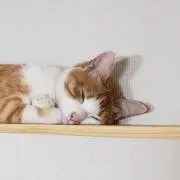 おやつあげないわよ