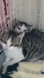 レオ＆リンの画像