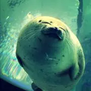 ゆあんの画像