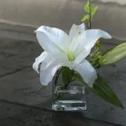 Lily.の画像