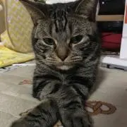 まるちゃんの画像