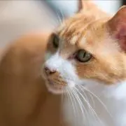 Cobranie
