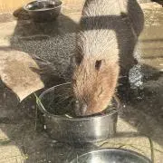 ぽの画像