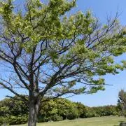 treeの画像
