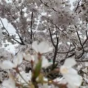 ［プロフ必読］ちもの画像