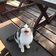 えんじょいの画像