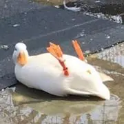 だっくの画像