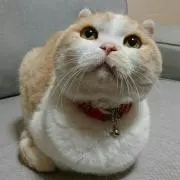 ネコアロマの画像
