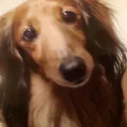 ぶんぶん