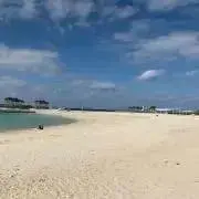 たぬきの画像