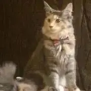 ビーの画像