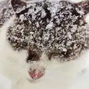 ももんが