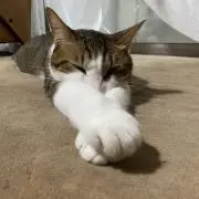 かにの画像