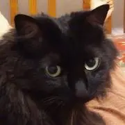 トナの画像
