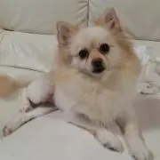 マロマロ