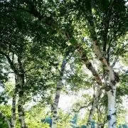 ＲＩＮＮの画像