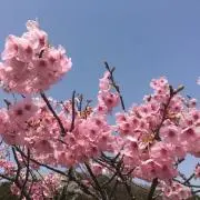 リラックマ