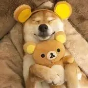 即購入OKプロフィ必読の画像