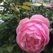 水樹の画像
