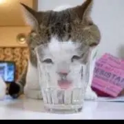 じーざすさすがっす