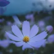 かんじーにょ