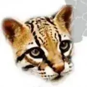gatoの画像