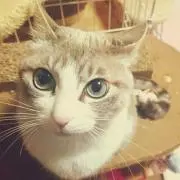 みるっち