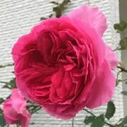 花(7/4～7/7は発送お休み)の画像