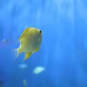 黄身子の画像