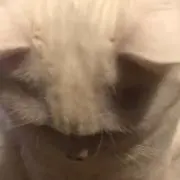 もの画像