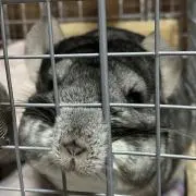かーくんの画像
