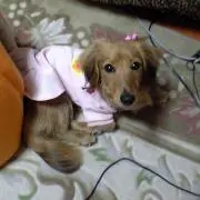 やよい☆の画像