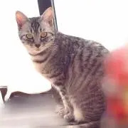 まりぷよ
