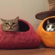 猫吉