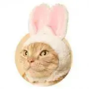 ねこの画像