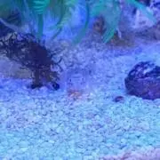 ハゼ愛好家の画像