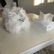 ぽんの画像