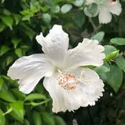 Natsu꙳★*゜色々出店中