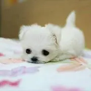 アールの画像