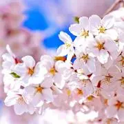 Sakuraの画像