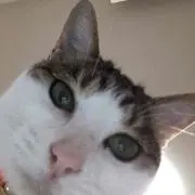 ぱつこの画像
