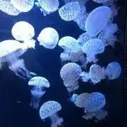 クラゲマンの画像