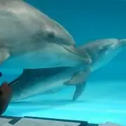 モカピーの画像