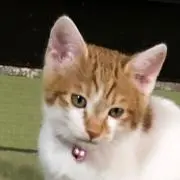 Johnの画像