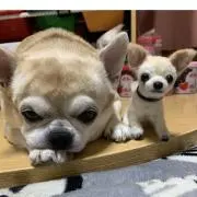 みーの画像
