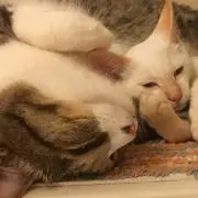 ミネラルとコラーゲンの画像