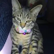 ジャンボ