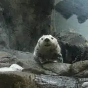 なちの画像