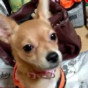 ゆめ
