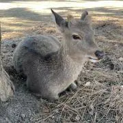 ゆずママの画像